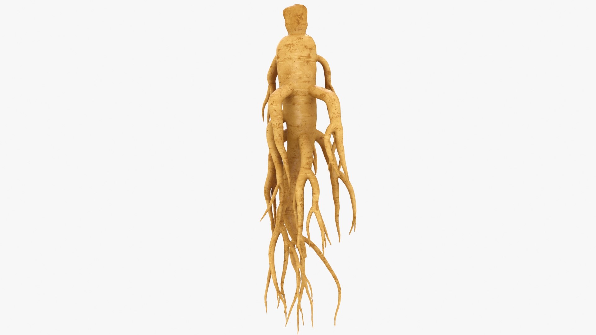 3D Ginseng 01 https://p.turbosquid.com/ts-thumb/T8/4tMZDk/Zl/ginseng01_b0006/jpg/1723882653/1920x1080/fit_q87/ea4e72a956761beecac207de4e1f919178174f76/ginseng01_b0006.jpg