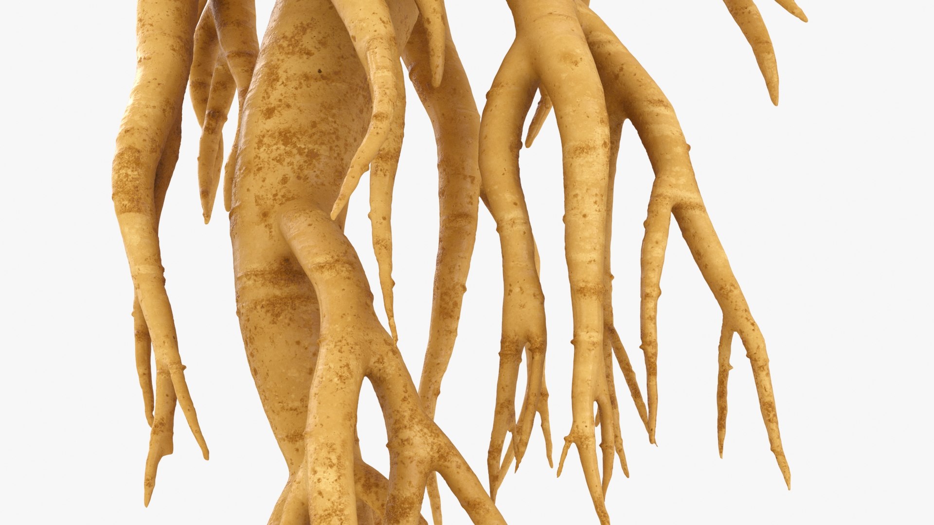 3D Ginseng 01 https://p.turbosquid.com/ts-thumb/T8/4tMZDk/pq/ginseng01_b0018/jpg/1723882657/1920x1080/fit_q87/6120a031a26081bccde4525788284bf8eb55c0eb/ginseng01_b0018.jpg