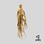 Ginseng 01