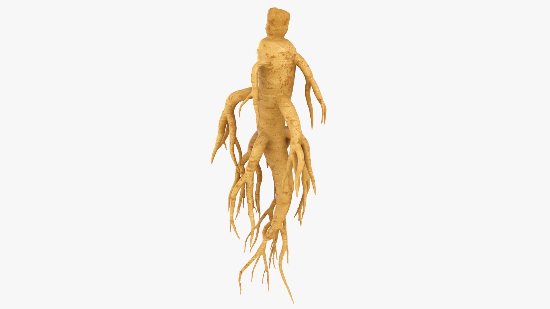 3D Ginseng 01 https://p.turbosquid.com/ts-thumb/T8/4tMZDk/uF/ginseng01_b0002/jpg/1723882651/1920x1080/fit_q87/3f15248eee6c46cda0664855c1e22d91ffb07699/ginseng01_b0002.jpg