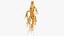 Ginseng 01