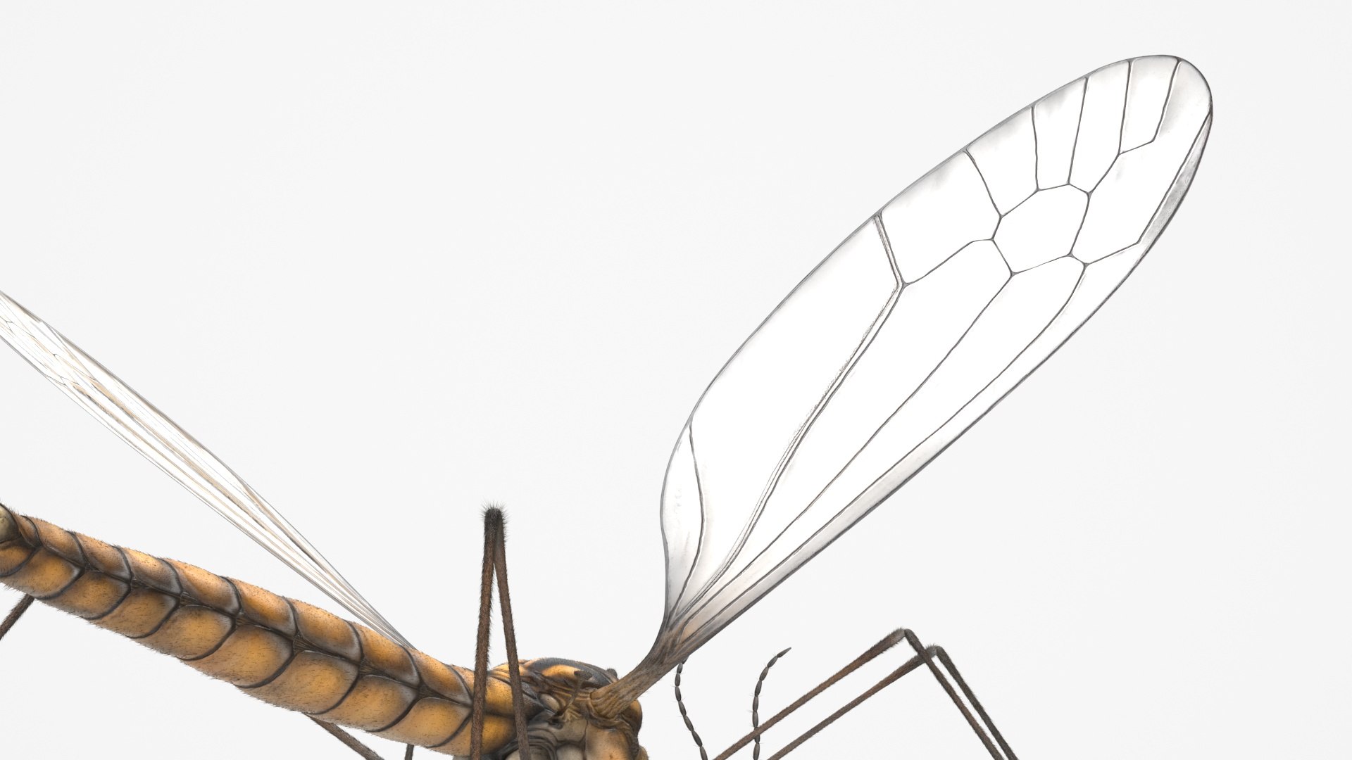 3D Crane Fly Fur Rigged https://p.turbosquid.com/ts-thumb/T8/6OnM90/0g/craneflyfurriggedc4dmodel030/jpg/1715886402/1920x1080/fit_q87/be61b432a5a50e415c6890b99921c1ca69c11531/craneflyfurriggedc4dmodel030.jpg