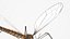 Crane Fly Fur Rigged