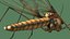 Crane Fly Fur Rigged