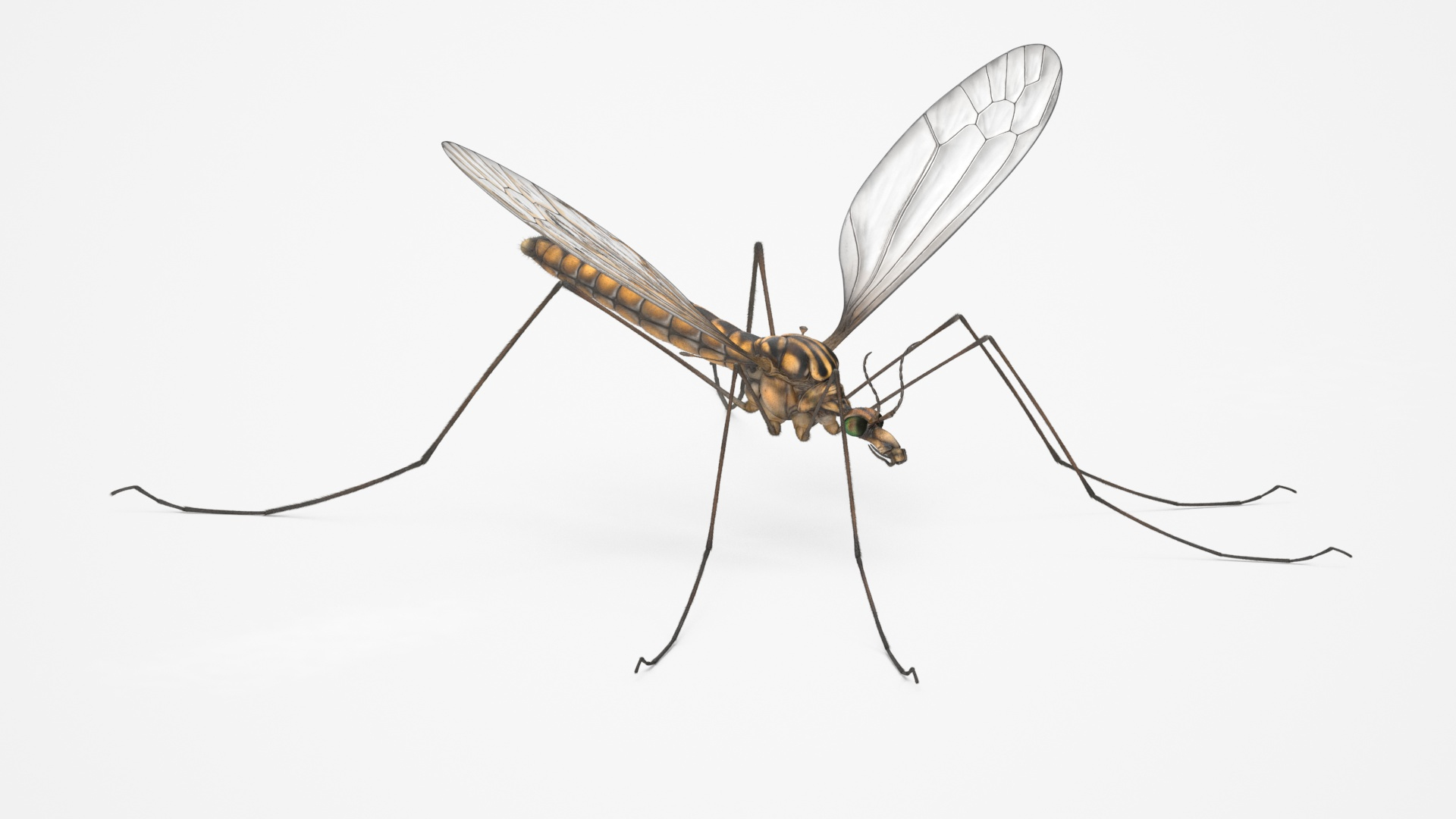3D Crane Fly Fur Rigged https://p.turbosquid.com/ts-thumb/T8/6OnM90/6U/crane_fly_fur_rigged_360/jpg/1715885952/1920x1080/turn_fit_q99/4796c3f8d9ffac4790e980561b8ca94e1da0d266/crane_fly_fur_rigged_360-1.jpg
