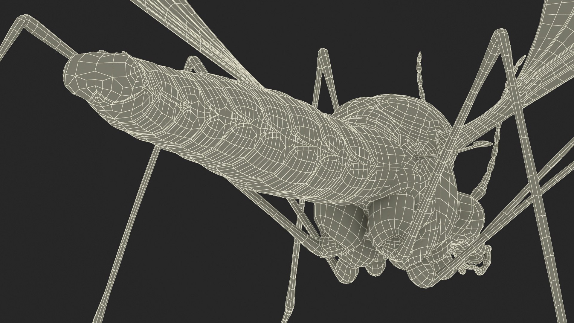 3D Crane Fly Fur Rigged https://p.turbosquid.com/ts-thumb/T8/6OnM90/98/craneflyfurriggedc4dmodel038/jpg/1715886423/1920x1080/fit_q87/f1718687b73f53a33198236c653e27142423c58b/craneflyfurriggedc4dmodel038.jpg