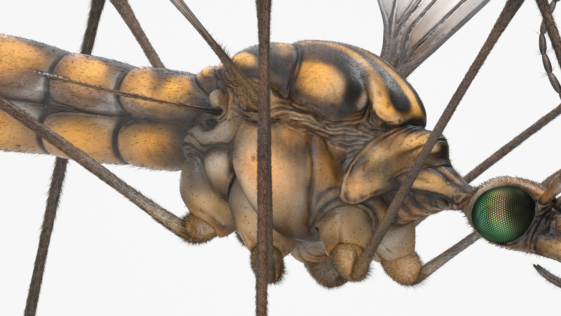 3D Crane Fly Fur Rigged https://p.turbosquid.com/ts-thumb/T8/6OnM90/9E/craneflyfurriggedc4dmodel028/jpg/1715886397/1920x1080/fit_q87/c13a28d086a1a47703f9c6d97a86adbc088524eb/craneflyfurriggedc4dmodel028.jpg