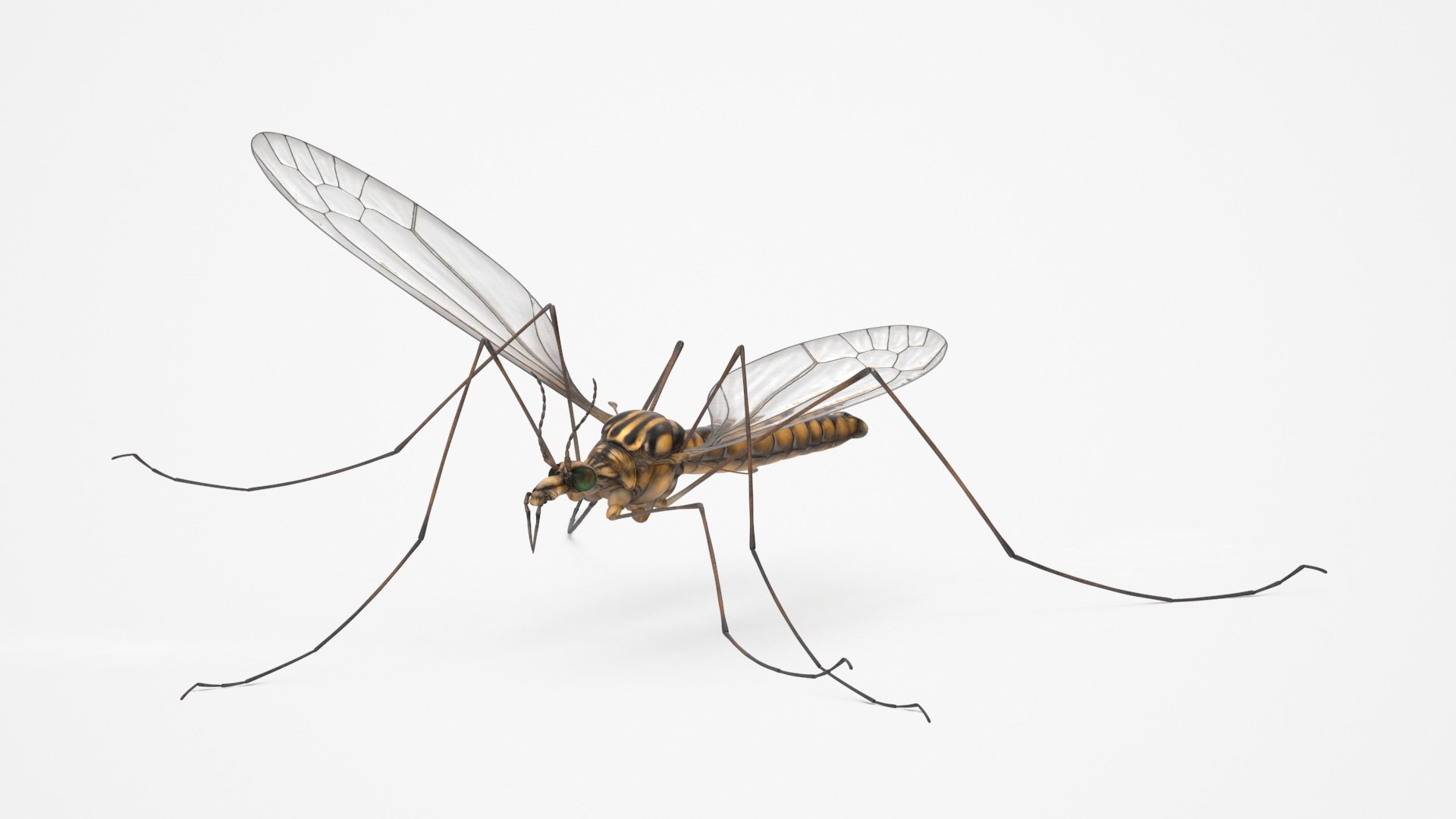 3D Crane Fly Fur Rigged https://p.turbosquid.com/ts-thumb/T8/6OnM90/EX/craneflyfurriggedc4dmodel024/jpg/1715886385/1920x1080/fit_q87/495b58abcbd820cef59243f52776e14ac3c7a496/craneflyfurriggedc4dmodel024.jpg