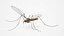 Crane Fly Fur Rigged