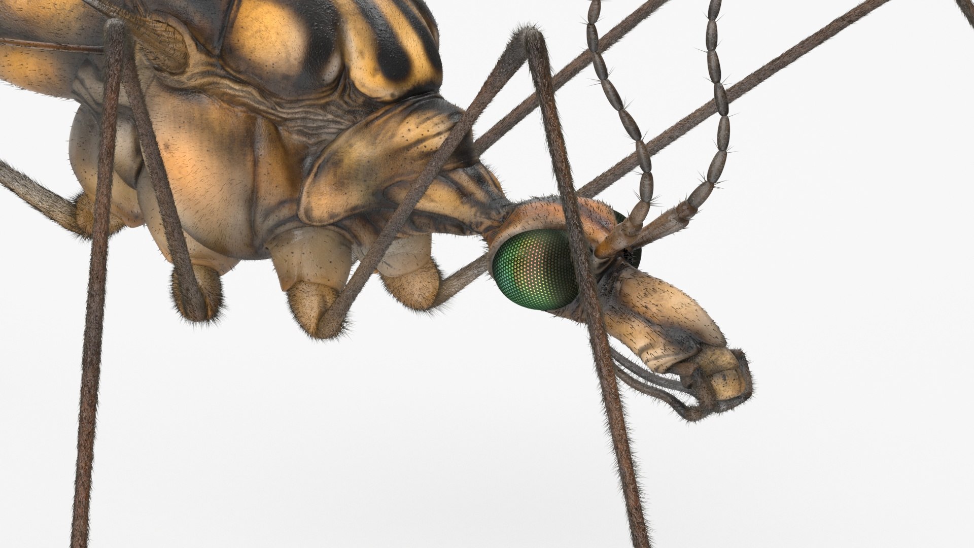 3D Crane Fly Fur Rigged https://p.turbosquid.com/ts-thumb/T8/6OnM90/PV/craneflyfurriggedc4dmodel027/jpg/1715886394/1920x1080/fit_q87/9864e8384c9c2f6e9261579e33a38385a90d1437/craneflyfurriggedc4dmodel027.jpg