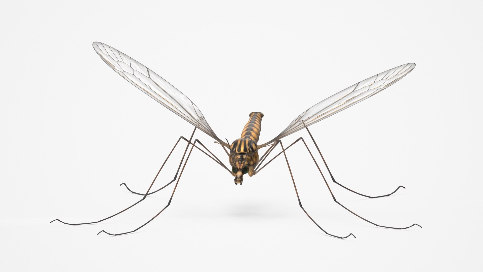 3D Crane Fly Fur Rigged https://p.turbosquid.com/ts-thumb/T8/6OnM90/Rn/craneflyfurriggedc4dmodel022/jpg/1715886381/1920x1080/fit_q87/3e1841a0a6ab5081e9b8a0af2527bd661ce8219e/craneflyfurriggedc4dmodel022.jpg