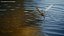 Crane Fly Fur Rigged