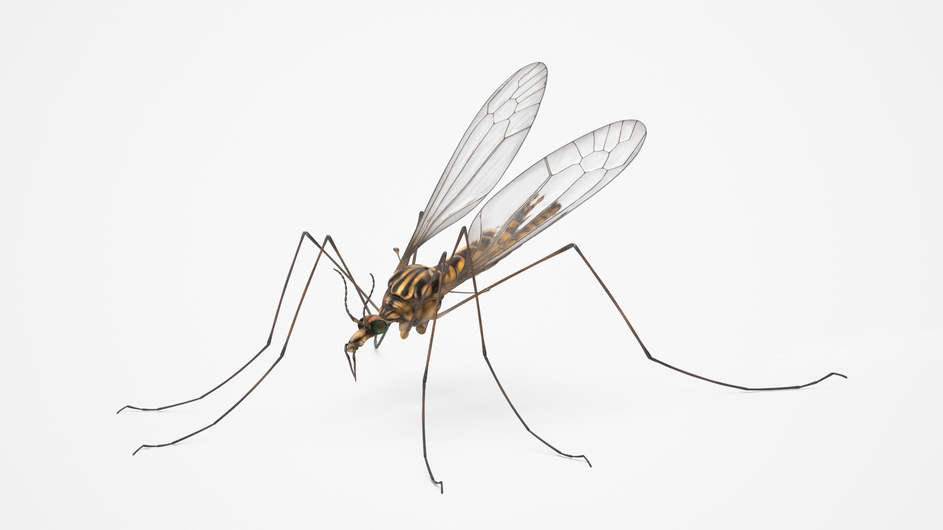 3D Crane Fly Fur Rigged https://p.turbosquid.com/ts-thumb/T8/6OnM90/UQ/craneflyfurriggedc4dmodel021/jpg/1715886378/1920x1080/fit_q87/5999b1313d2ba206927729e7dc3181bbcdcd1cea/craneflyfurriggedc4dmodel021.jpg