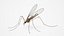 Crane Fly Fur Rigged