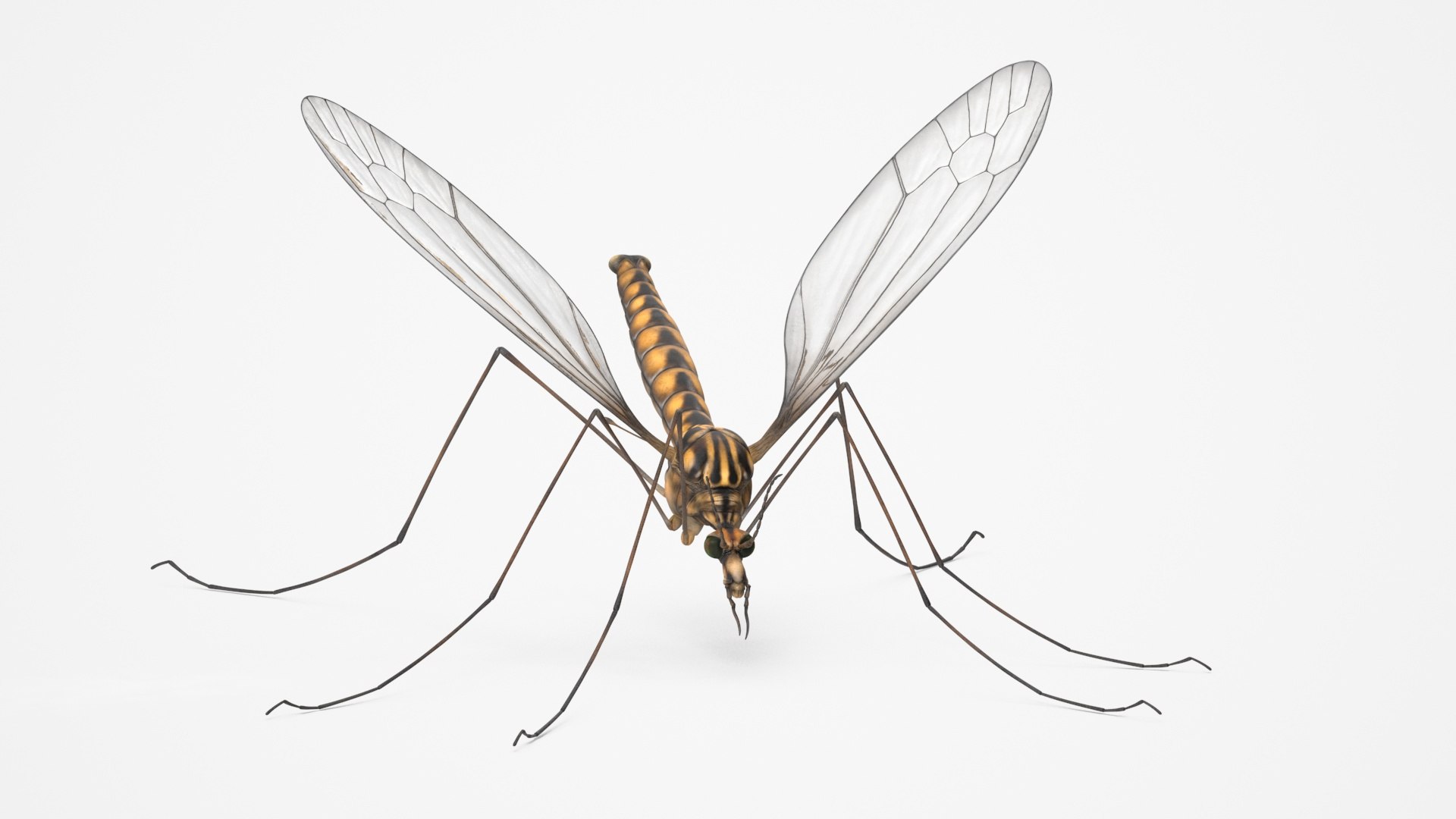 3D Crane Fly Fur Rigged https://p.turbosquid.com/ts-thumb/T8/6OnM90/ai/craneflyfurriggedc4dmodel020/jpg/1715886375/1920x1080/fit_q87/c584d931ee6409d6fa7594990d66392b8a64f3bf/craneflyfurriggedc4dmodel020.jpg
