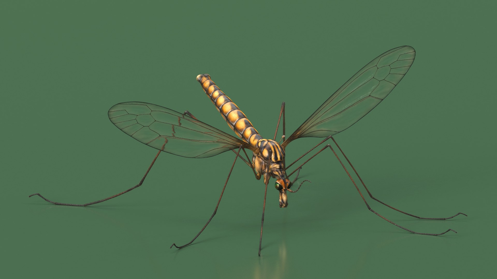 3D Crane Fly Fur Rigged https://p.turbosquid.com/ts-thumb/T8/6OnM90/cM/craneflyfurriggedc4dmodel014/jpg/1715886361/1920x1080/fit_q87/2b4c5bbe498a49b8c38585443b8e4486af1ee4d4/craneflyfurriggedc4dmodel014.jpg