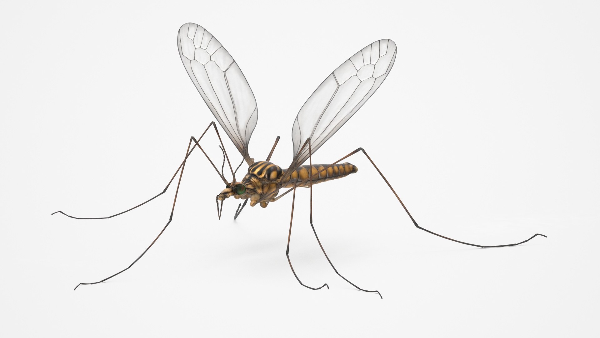 3D Crane Fly Fur Rigged https://p.turbosquid.com/ts-thumb/T8/6OnM90/jT/craneflyfurriggedc4dmodel023/jpg/1715886383/1920x1080/fit_q87/96d0a387c35277c7c458bd33e8776c2de4e68b5d/craneflyfurriggedc4dmodel023.jpg