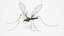 Crane Fly Fur Rigged