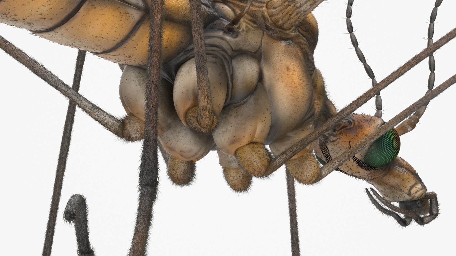 3D Crane Fly Fur Rigged https://p.turbosquid.com/ts-thumb/T8/6OnM90/kr/craneflyfurriggedc4dmodel026/jpg/1715886391/1920x1080/fit_q87/ac41ebf00a2e2e4227454da094521529f18df207/craneflyfurriggedc4dmodel026.jpg