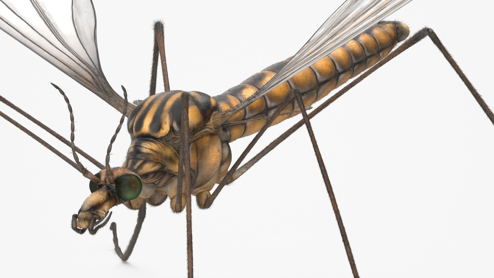3D Crane Fly Fur Rigged https://p.turbosquid.com/ts-thumb/T8/6OnM90/lQ/craneflyfurriggedc4dmodel025/jpg/1715886388/1920x1080/fit_q87/3c3004b170495d8482a0d6729b4a354d2635c4e5/craneflyfurriggedc4dmodel025.jpg