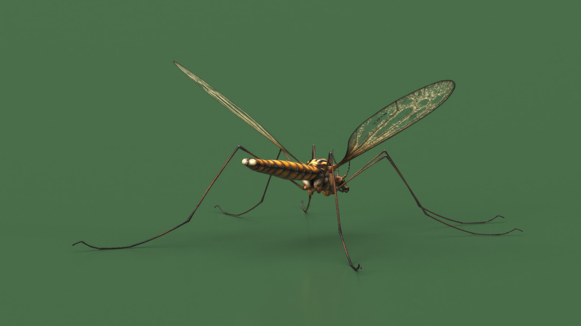 3D Crane Fly Fur Rigged https://p.turbosquid.com/ts-thumb/T8/6OnM90/m3/craneflyfurriggedc4dmodel016/jpg/1715886365/1920x1080/fit_q87/7b77185ba8b252003a91ea839b387c633f3e5be6/craneflyfurriggedc4dmodel016.jpg