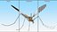 Crane Fly Fur Rigged