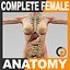 DXF人体女性解剖-