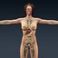 DXF人体女性解剖-