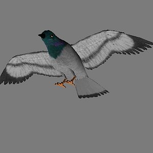 bird pigeon 3d model