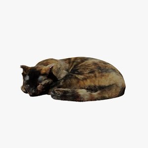 Realistic Breathing Cat