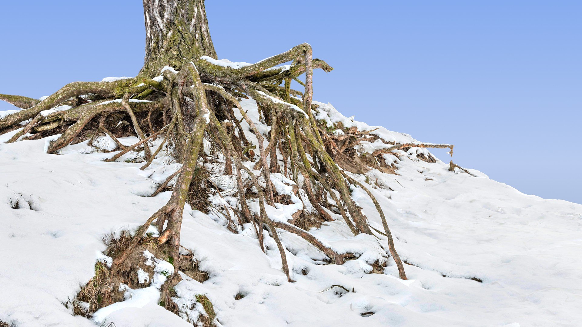 Roots Snow 3d Max
