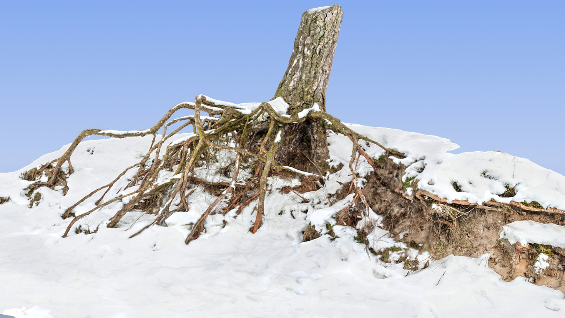 Roots Snow 3d Max