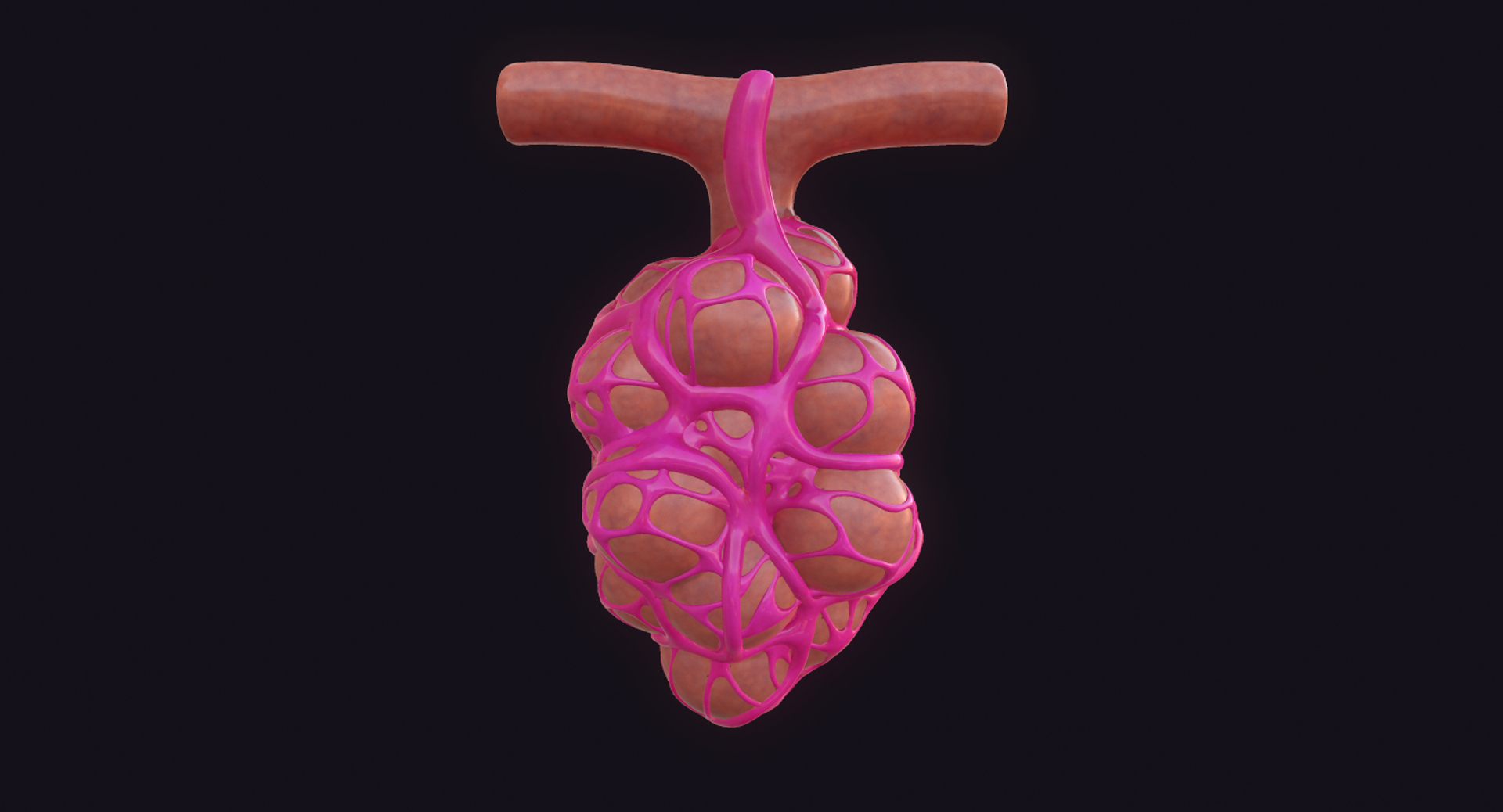 3D Model Lung Pulmonary Alveoli - TurboSquid 1424604