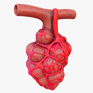 Lung Pulmonary Alveoli