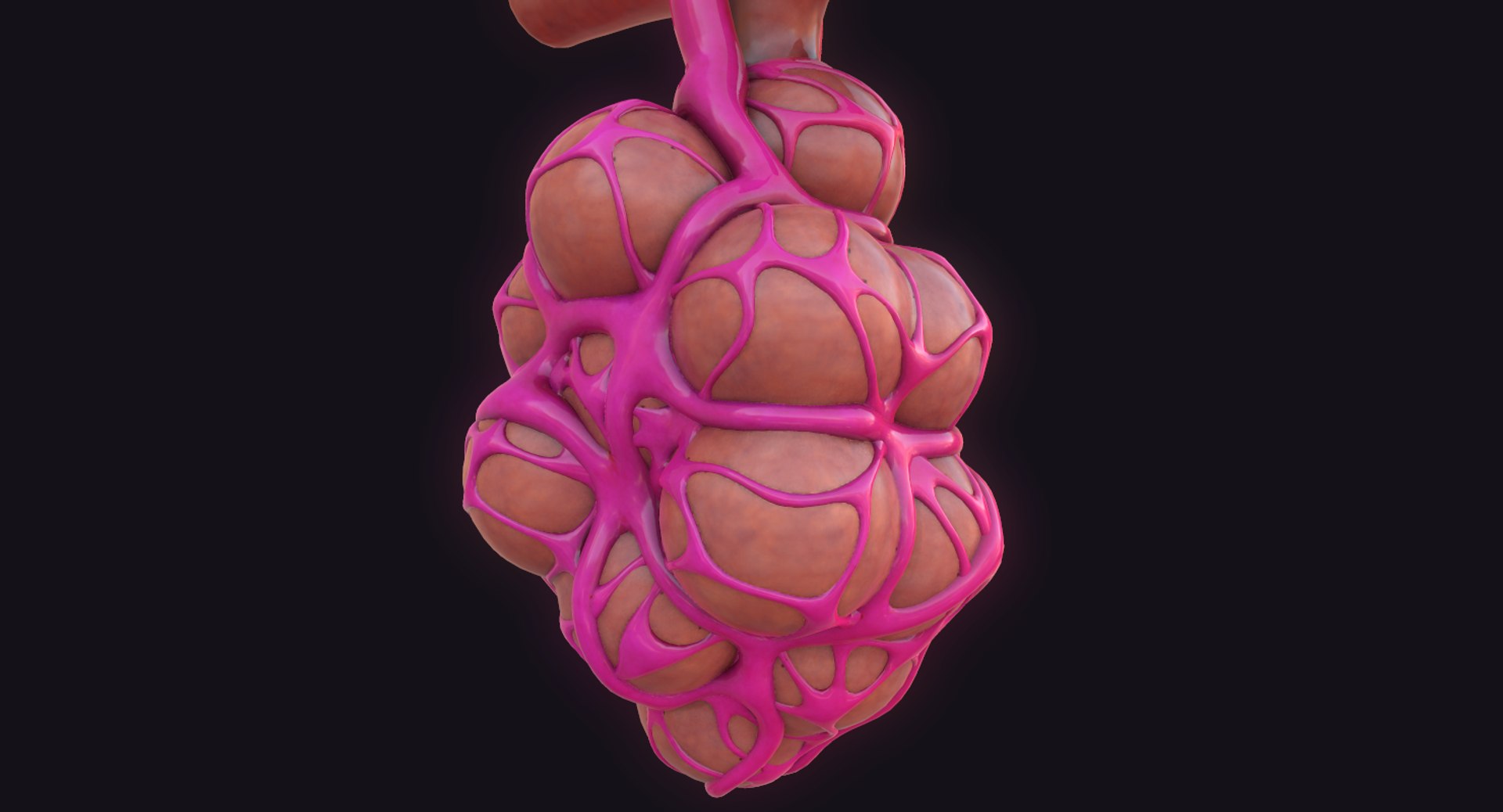 3D Model Lung Pulmonary Alveoli - TurboSquid 1424604