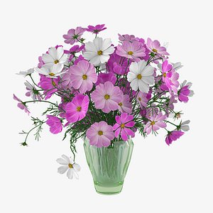 Cosmos flower