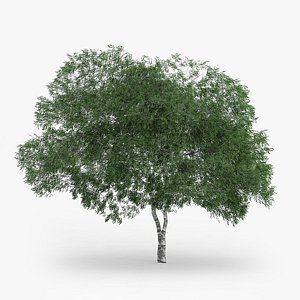 downy birch 8 3m max