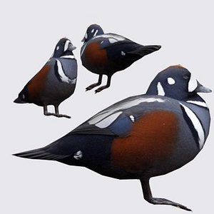 harlequin duck