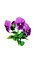 violette Blüte