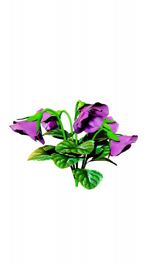 violet floer 3D model https://p.turbosquid.com/ts-thumb/T8/lmEAbn/Vf/3/png/1660222196/1920x1080/fit_q87/a7796245ee220651cd7f147e6b22a51eda60f8be/3.jpg