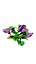 violette Blüte