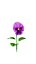 violette Blüte