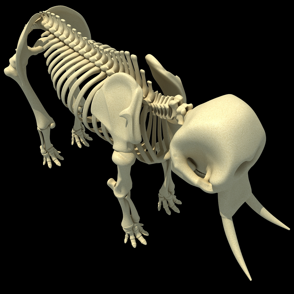 African Elephant Skeleton 3d 3ds