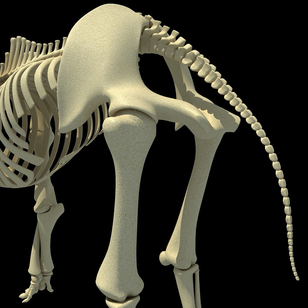 African Elephant Skeleton 3d 3ds