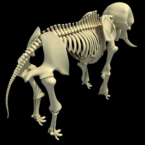 african elephant skeleton 3d 3ds