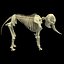 African Elephant Skeleton