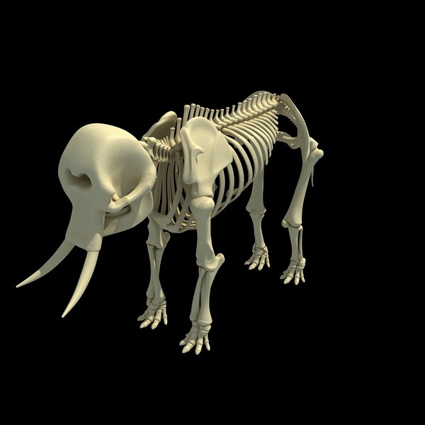 african elephant skeleton 3d 3ds