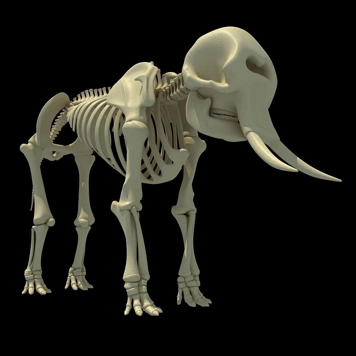 african elephant skeleton 3d 3ds