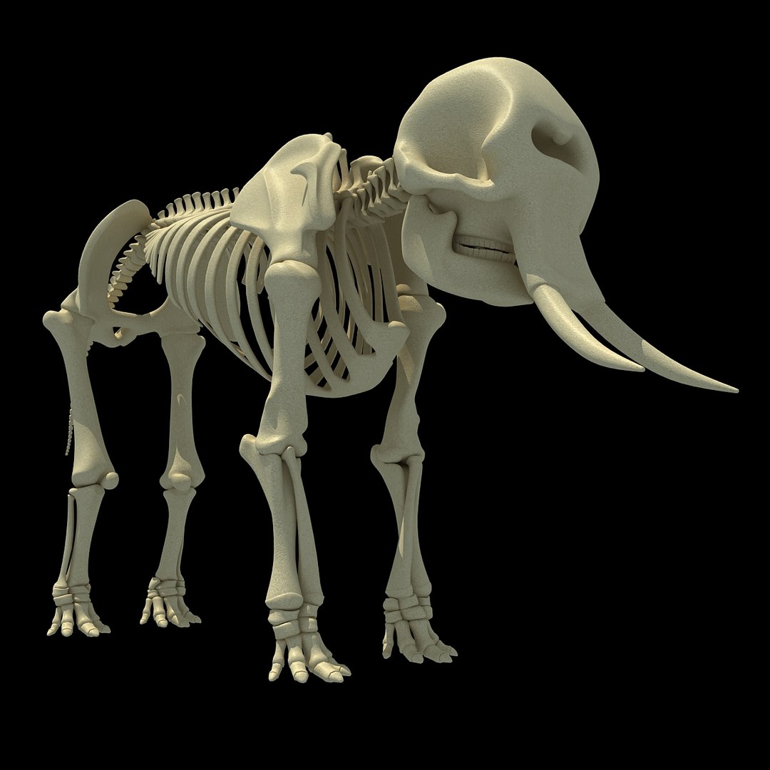 african elephant skeleton 3d 3ds https://p.turbosquid.com/ts-thumb/T8/xJEPoc/JvefAg3B/africanelephantskeleton0006/jpg/1350152519/1920x1080/fit_q87/370484ac2e5f96964909b4ced921a02421201c18/africanelephantskeleton0006.jpg