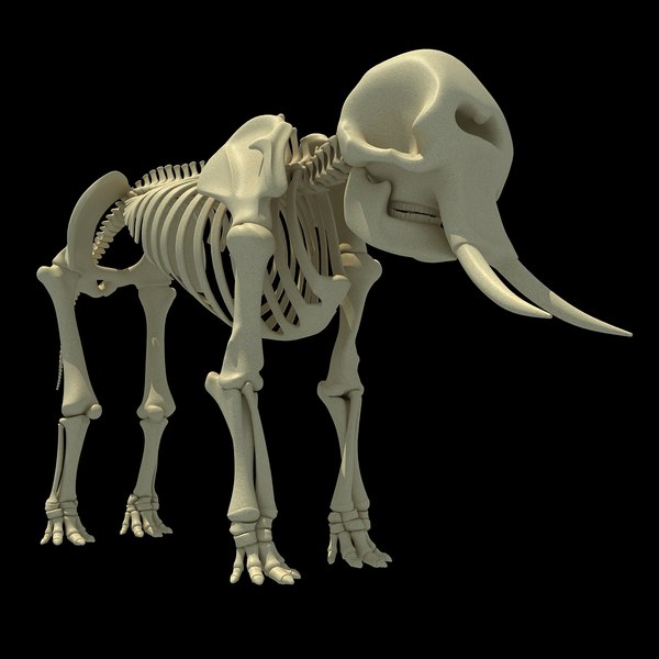 African Elephant Skeleton 3d 3ds